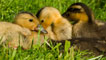 Ducklings, by Mark Riley