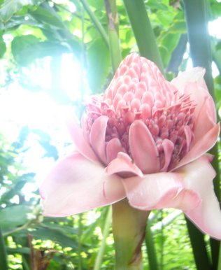Pink flower