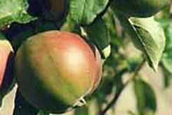 apple
