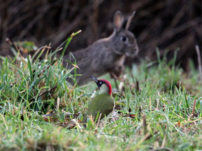 A rabbit and green woodpecker by Clive Davies.