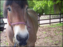 Wilson the horse
