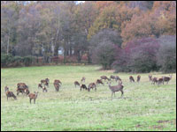 Deer