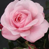 Rosa 'Alderley Park'