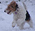 Rosie yn yr eira, gan Jackie Buckley