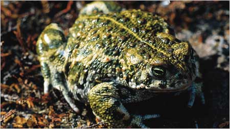 Natterjack toad c/o Chris Packham