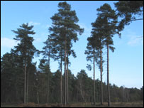 Trees