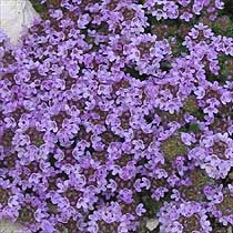 Thyme
