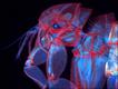 Foto: Duane Harland/Nikon Small World