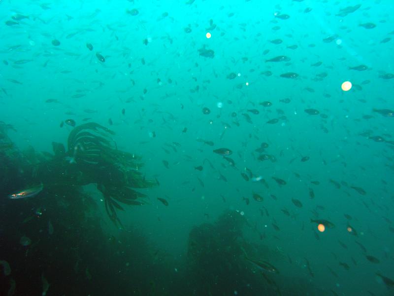 Lotsa fishies