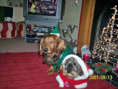 dog1.jpg