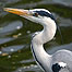Heron