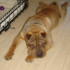 Duke the Shar-pei from B'ham