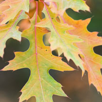 Quercus palustris