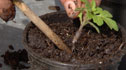 pricking out seedlings