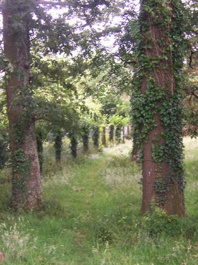 Forest valley