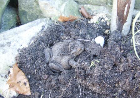 toad3.JPG