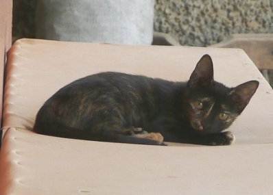 new_cat_three.JPG