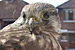 Kestrel