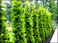 Leylandii