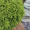 Picea abies 'Pumila Nigra'