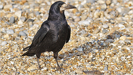 Rook c/o northeastwildlife.co.uk