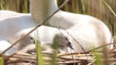 First two cygnets, by John Bennett