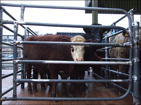 Cattle 