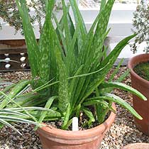 Aloe vera
