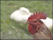 chicken