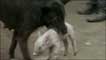 Cadela com porquinho