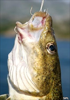 Cod