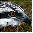 Bird of prey c/o Tom Marshall