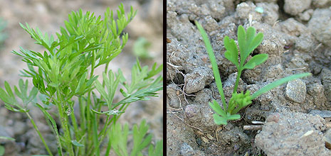 carrot_fumitory.jpg