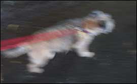 Blurry dg