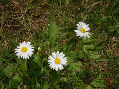 Daisys