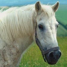 horse226x226.jpg