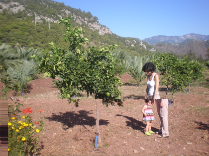 Green oranges!