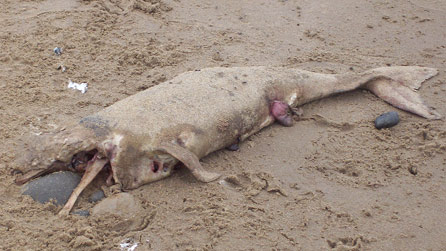 sowerby_whale_gemma.jpg