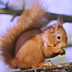 Isle of Wight (Image: Red Squirrel)