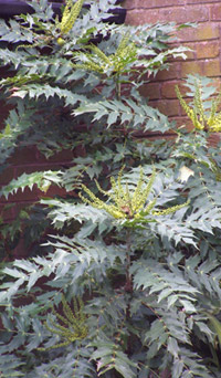 Mahonia x media 'Charity'