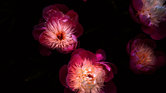 Beautiful Flowers...