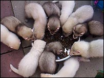 Feeding time