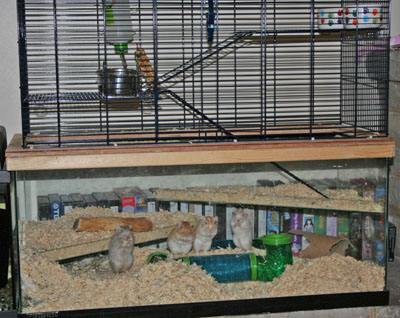 gerbils-new-home.jpg
