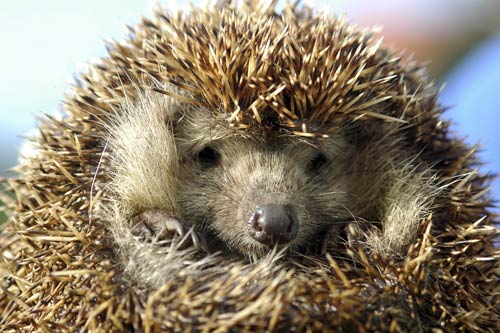 hedgehog