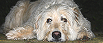 A dog
