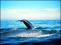 Baleia azul