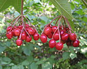 Cranberry