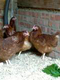 chickens.jpg