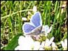 Common blue butterfly (Polyommatus icarus) Male.
