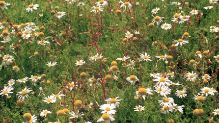 Daisies